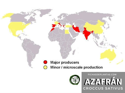 Azafrán Producción