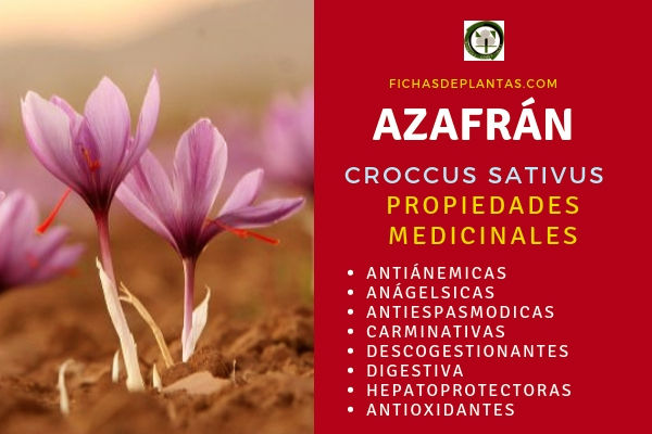 Azafrán Propiedades Medicinales