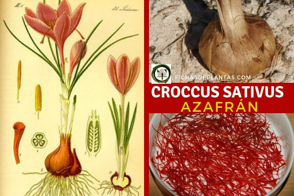 Croccus sativus, Azafrán