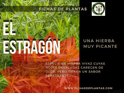 Estragon, Artemisia dracunculus