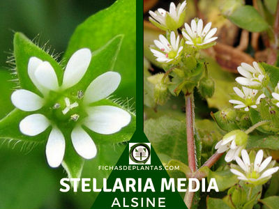 Stellaria media, Álsine