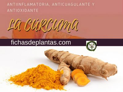 Curcuma Planta y sus Propiedades Medicinales
