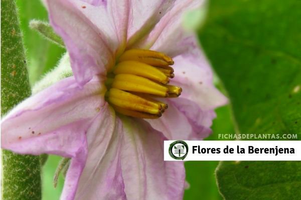 1-Flores de la Berenjena