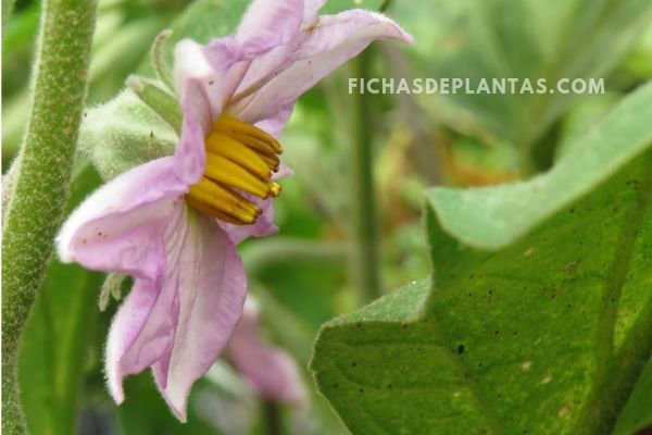 2-Flores de la Berenjena