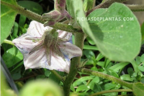 3-Flores de la Berenjena