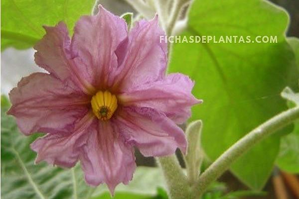 4-Flores de la Berenjena