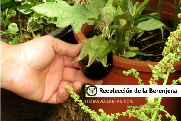 Berenjena Recolección
