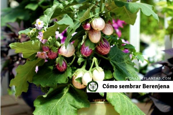 Sembrar Berenjena