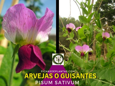 Guisantes Planta Fabaceae