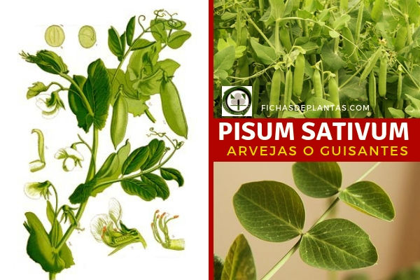 Pisum sativum, Guisantes