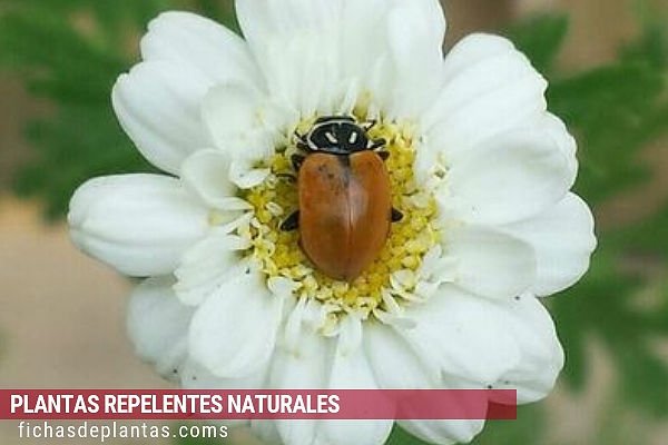 Planta que Atraen a los Insectos