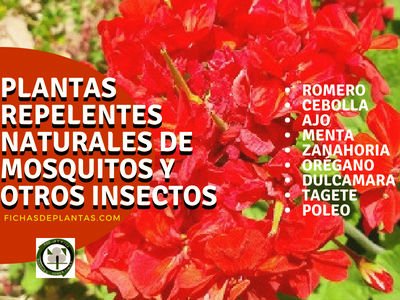 Plantas que repelen a los insectos