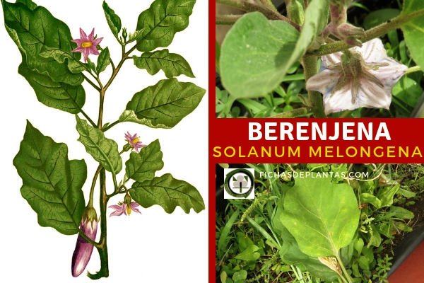 Solanum melongena, Berenjena