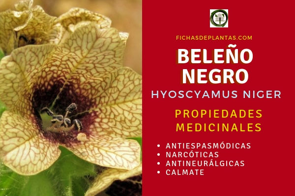 Beleño Negro Propiedades