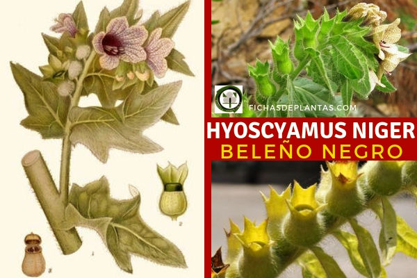 Hyoscyamus niger, Beleño Negro