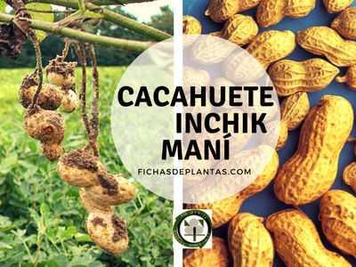 El Cacahuete, Inchik o Maní