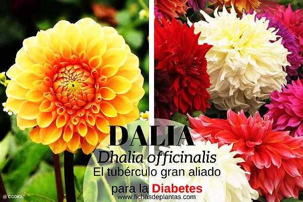 Dalia, Propiedades y Usos Medicinales
