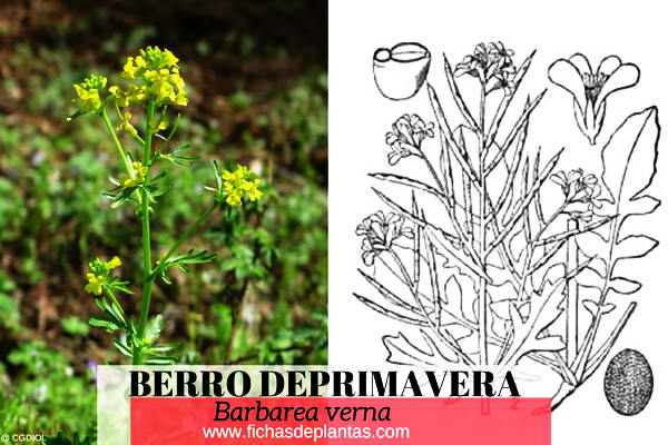 Berro de Primavera Propiedades Medicinales