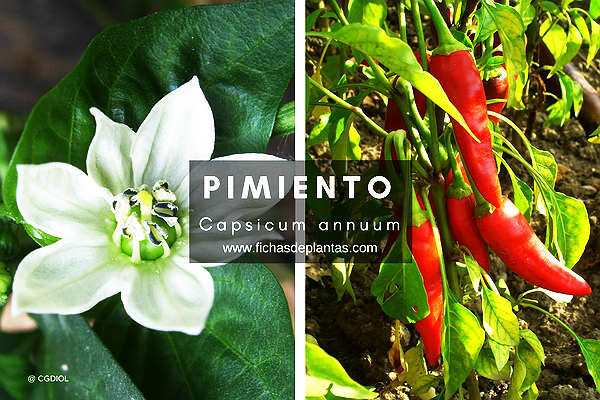 Pimiento Propiedades y Usos Medicinales