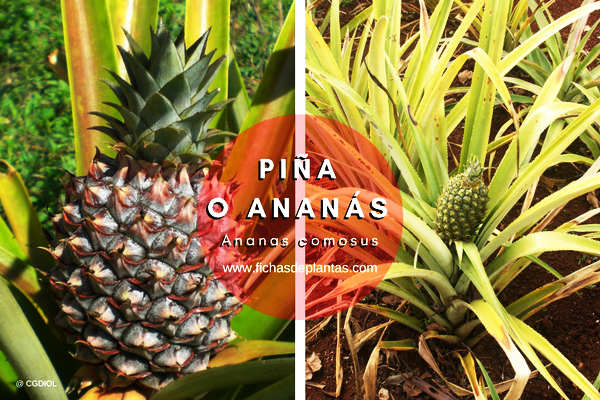 Piña propiedades y Usos Medicinales