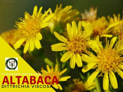 Altabaca, Dittrichia viscosa | Propiedades y usos