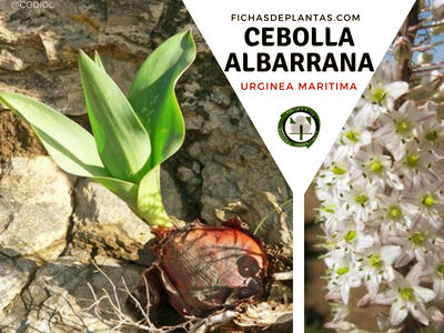 Cebolla albarrana, Urginea maritima