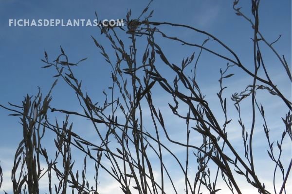 Eruca sativa, Planta