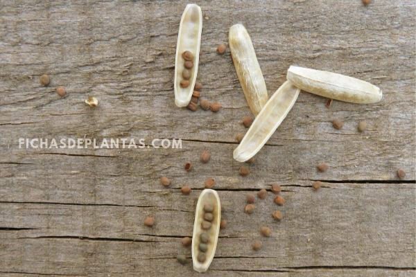 Semillas de Eruca sativa