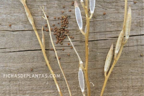 Vainas de Euca Sativa