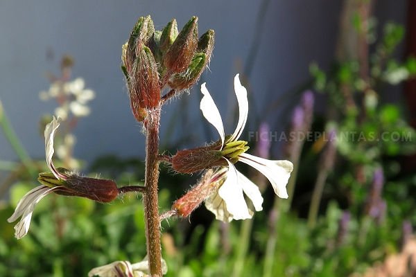 Imagen de la Rúcula 1 