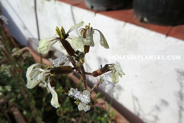 Imagen de la Rúcula 1 