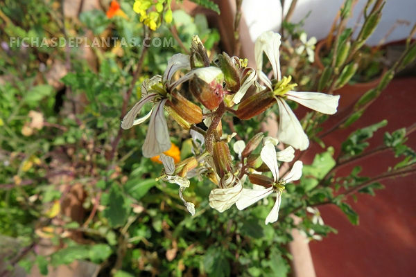 Imagen de la Rúcula 3