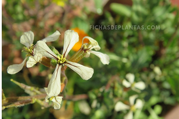 Imagen de la Rúcula 4