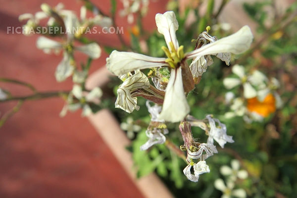 Imagen de la Rúcula 5