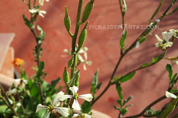 Ruculas de Semillas 1