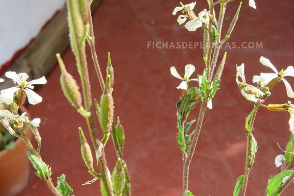 Ruculas de Semillas 1