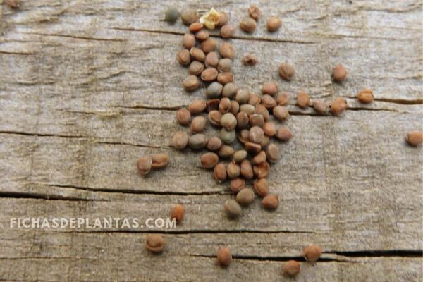 Imagen Semillas de Rucula