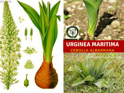Urginea maritima, Cebolla Albarrana