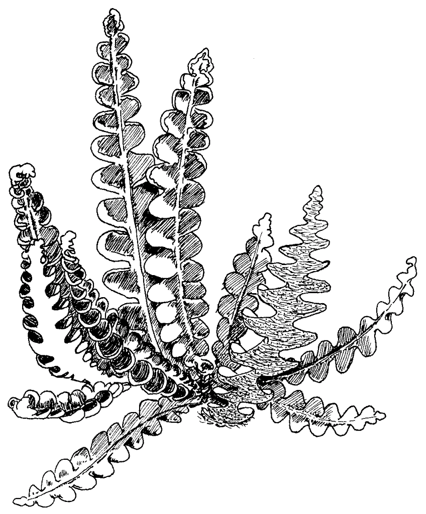 Doradilla, Planta Medicinal