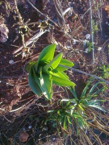 Hojas Cebolla Albarrana, Urginea maritima, planta propia de ambientes mediterráneos