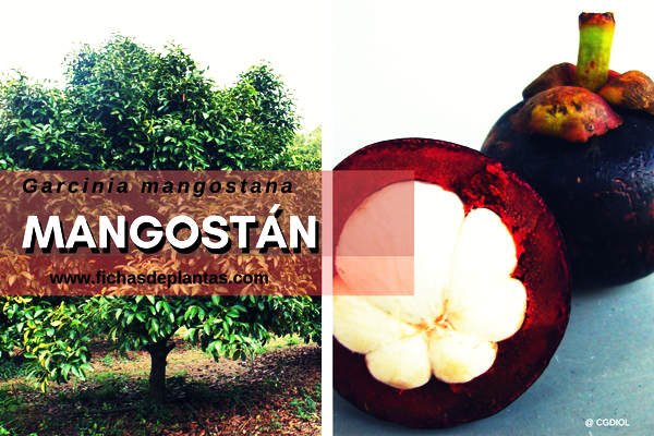 Mangostán Propiedades Medicinales