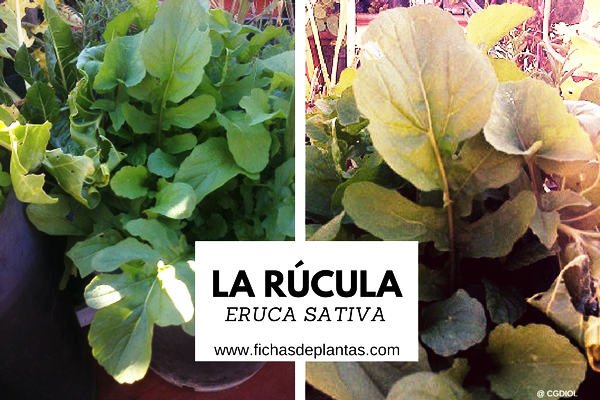Rucula, Propiedades Medicinales