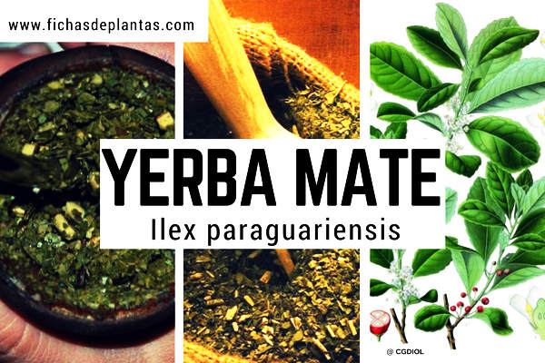 Yerba Mate, Ilex paraguariensis