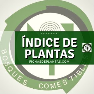 Índice de Plantas