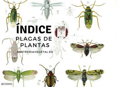 Lista de Plagas en Plantas, Fichas de Plantas