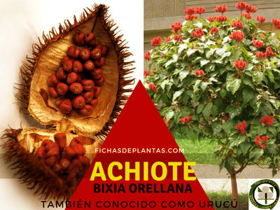Achiote Planta Medicinal