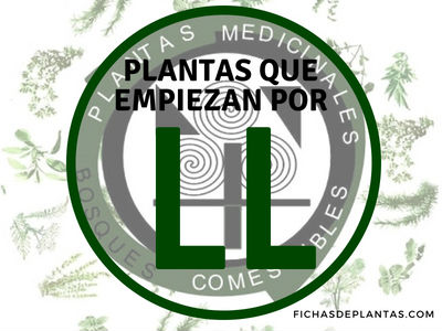 Plantas que empiezan por LL