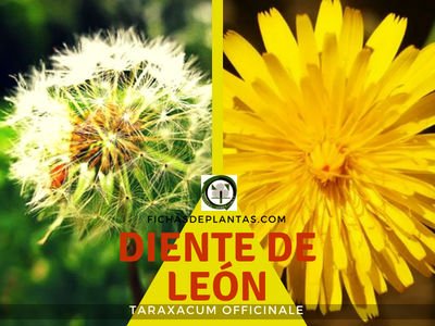 Diente de León, Taraxacum officinale