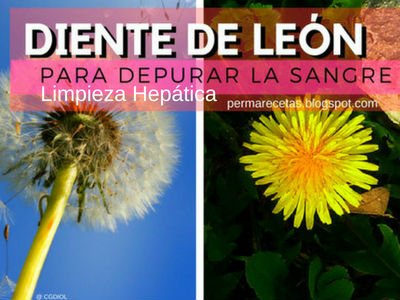 Diente León para el Hígado