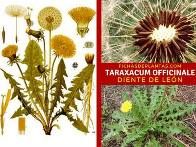 Taraxacum officinale, Diente de León